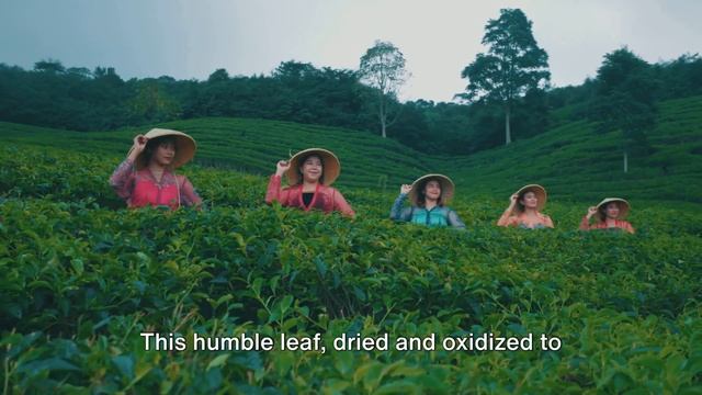 Black Tea's Rich History