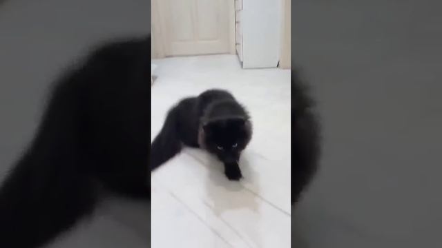 Black Maine Coon kitty with a white medallion named Arabica