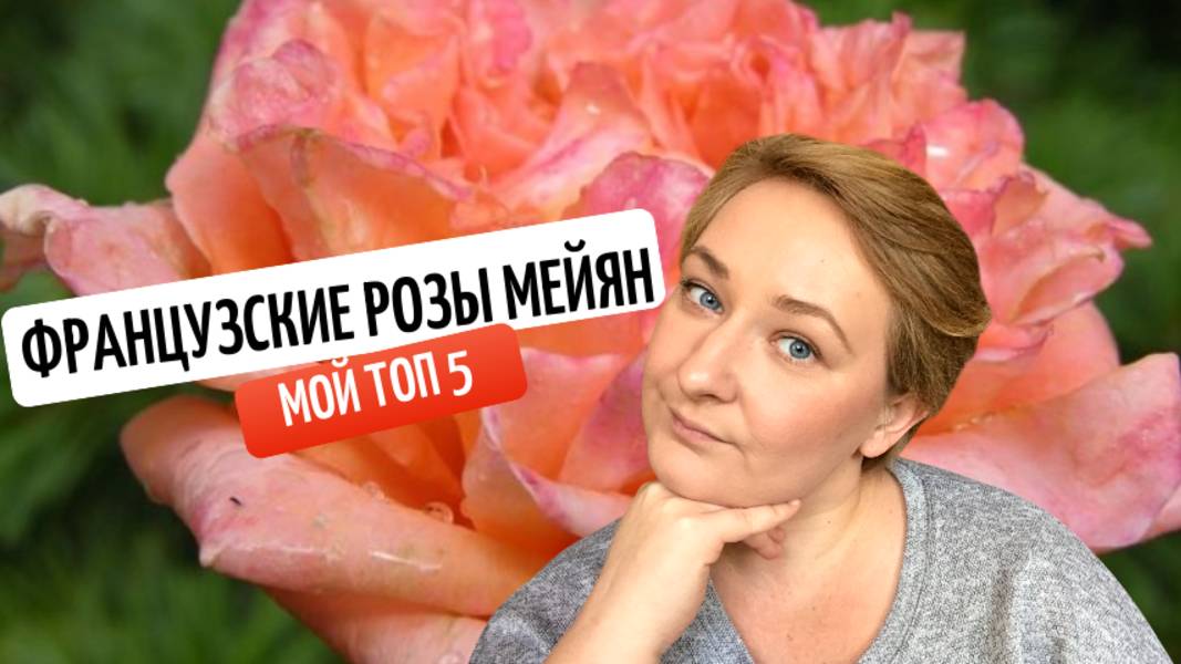 Топ 5 роз от французского питомника Мейян.