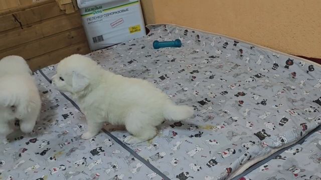 Щенки подгалянской овчарки питомника АНЕКА БОС 1 мес.