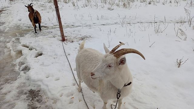 Приключения / Животных 🐏🐐