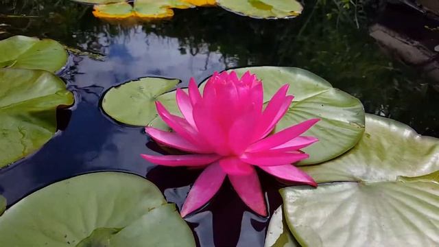 Нимфея / nymphaea Mayla, Perry's Double Yellow,  Tan Kwan _22.07.2018