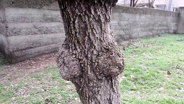 Дерево с женской грудью или Что выросло, то выросло./Tree with woman's breast .