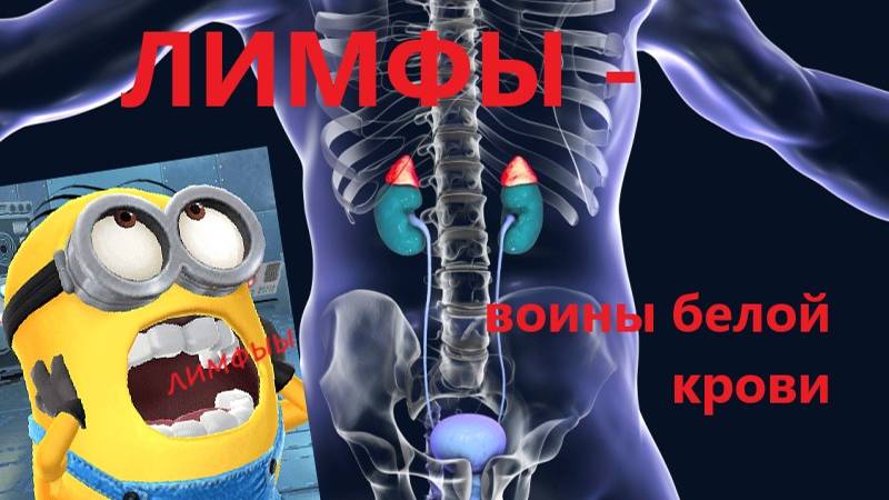 Лимфы. Воины белой крови. Почки. Фильтрация. Это конец?