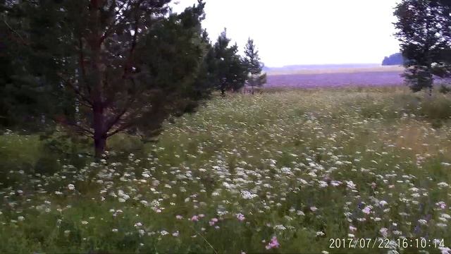 В гостях на кочевой пасеке Анатолия Казакова