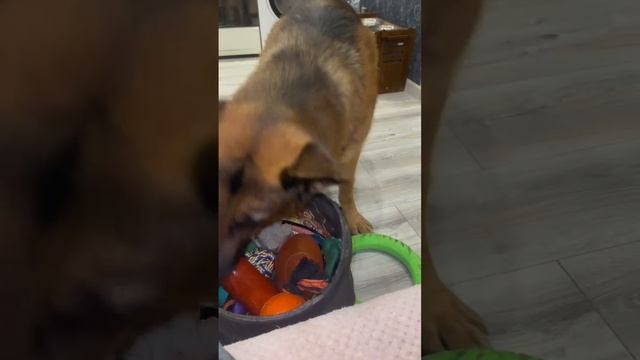 Вчера в ветеринарке купили бутылку , чтоб не пищал на узи 😂
Бутылка зашла на ура 🥳