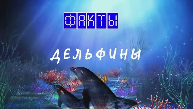 Дельфины. Факты. виды +видео с ними.