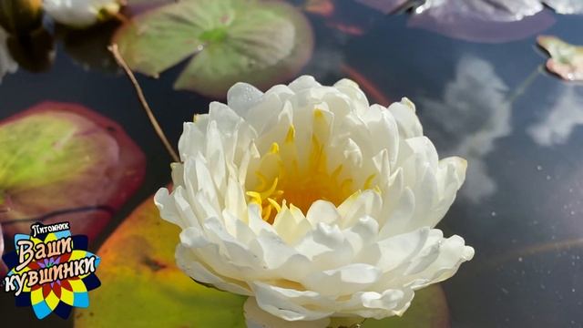 Нимфея Tanowsri (Таверна Шри) кувшинка, waterlily, водные растения, пруд