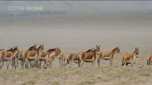 Документальные фильмы 03/06/2018 Сила приро