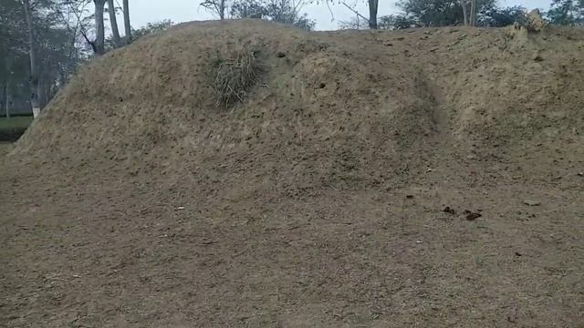 Maidam of Dasharath Bahikhua Borphukan // Mandir Jungle Block // Khowang Tea Estate // 12th Feb 202