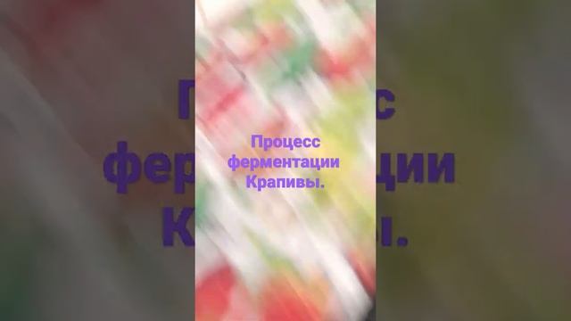 процесс ферментации крапивы