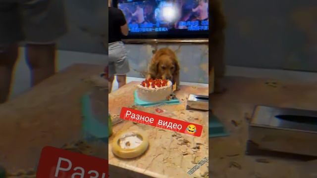 Пока все развлекаются пёс кушает 😂