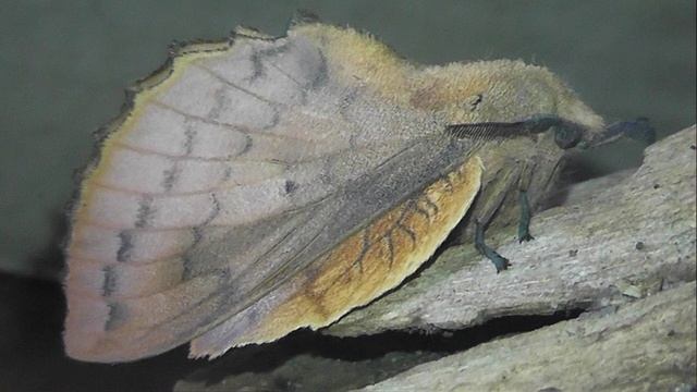 ИНСЕКТАРИЙ: 397. Коконопряд Дуболистный (Gastropacha quercifolia)
