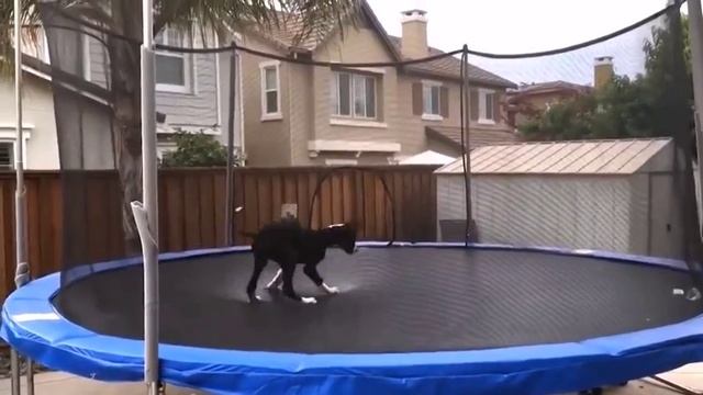 Приколы с животными
