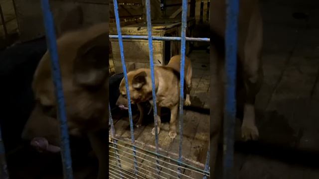 УСПЕТЬ СПАСТИ ЕЩЕ ОДНО ОДИНОКОЕ СЕРДЦЕ 💔