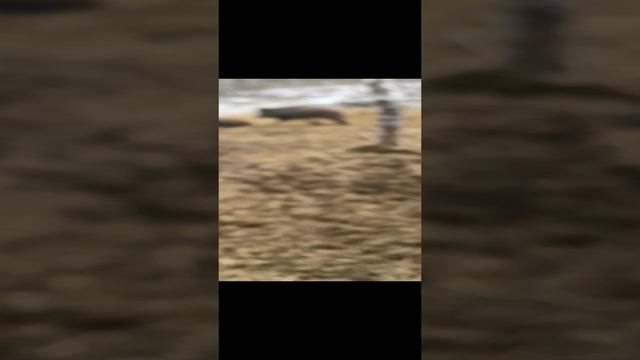 12-01-2025 Охота на кабана