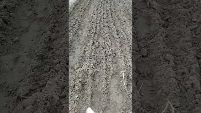 Испытание нового мотоблока.Учебная вспашка огорода.
