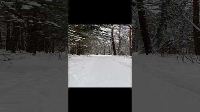 Поход в зимний лес