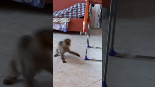 Кот Ефим играет с бантиком.