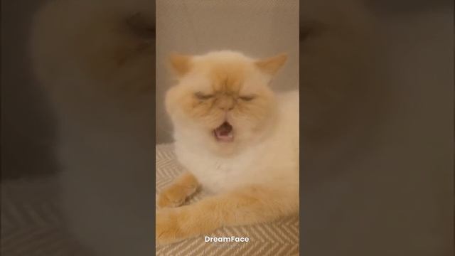 Жуля поëт песню