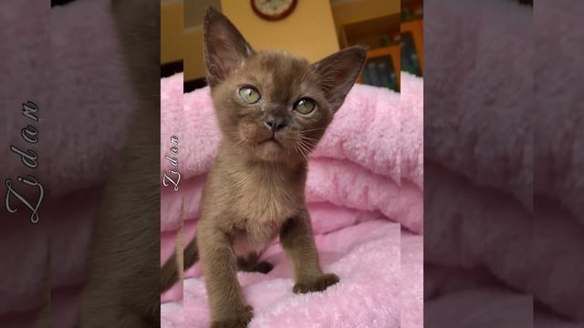 Brown Burmese kitten Zidan Freya Way