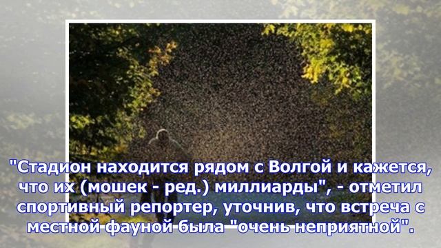 Миллиарды мошек устроили ад иностранцам-болельщикам на ЧМ-2018 в российском Волгограде