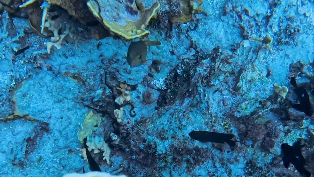 Episode 13: Secrets of the Pacific Ocean – Diving, snorkeling and New Discoveries!