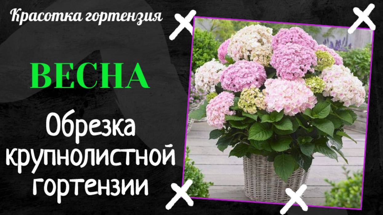 Обрезка крупнолистной гортензии весной 🌺🌿👌