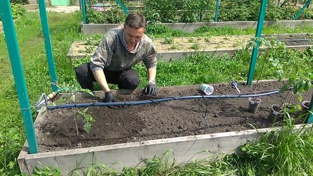 Посадка помідорів. Як садити томати. Помідори в розумних грядках.