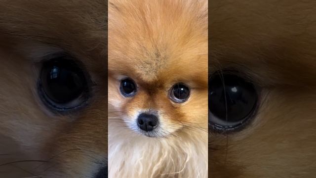 Какая милота🥰 правда же?#рек#рек#рек#собакамилая#поставишьлайк?🥺#необязон(а)#