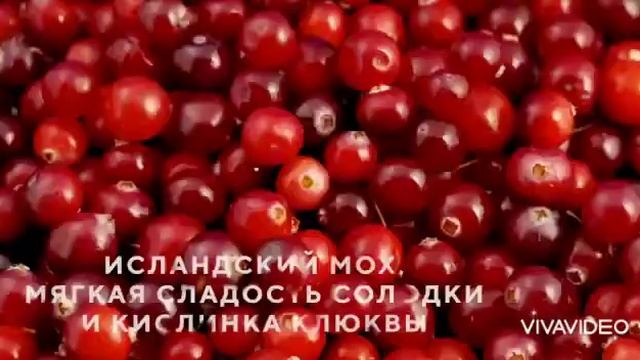 TEAVITALL ANYDAY "LAPLANDIA"