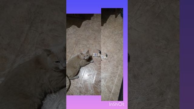 Феликс