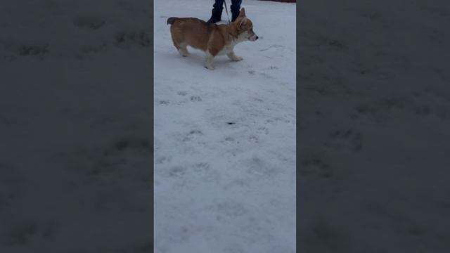 Щенок корги очень любит снег ❄️