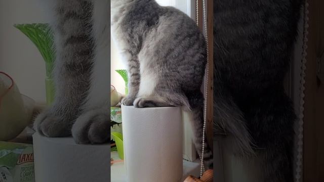 весы в ремонте