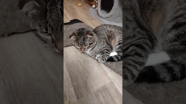котик Сёма!!!😻😼😽😘😍🥰💋