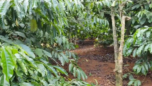 Coffee farm in Vietnam