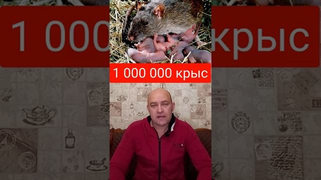 #shorts 1000000 крыс.