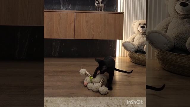 1000043999.mp4