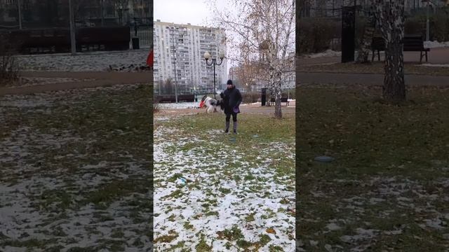 БК Арчи - каскад из флипов