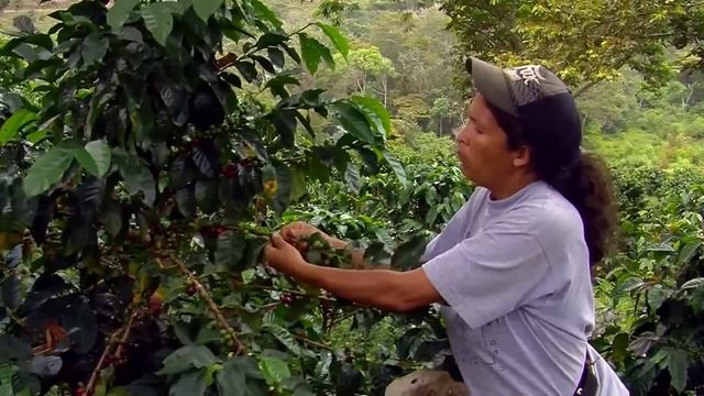 A Day in the Life of Colombian Coffee Growers - TvAgro by Juan Gonzalo Angel