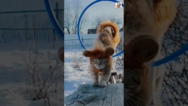 Лёвушки-друзья Рыжуля и Баксик 🦁❤️🦁