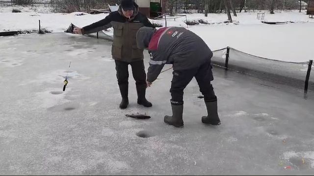 Светлые Горы Форель4 12.01.2025г.
