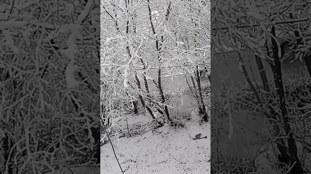 Первый снег❄️❄️❄️❄️