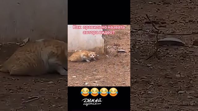 Обломали котейку🤣