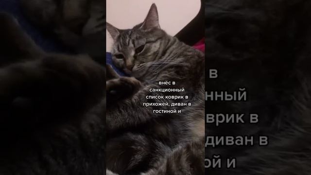 Мы в ВК https://vk.com/life_of_cats