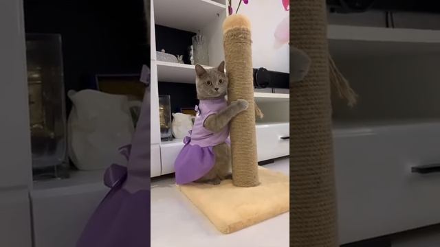 Мы в ВК https://vk.com/life_of_cats