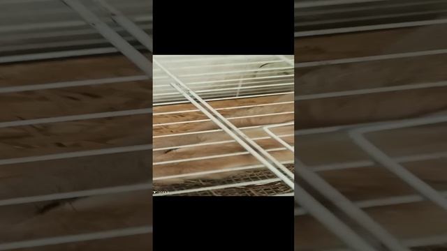 Домашний питомиц-Крош