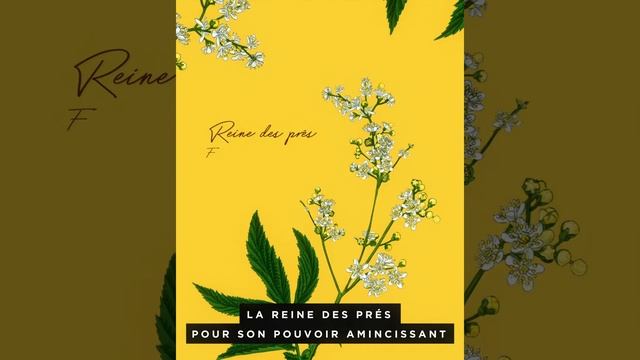 Infusion : tisanes glacées aux plantes bienfaisantes, bio et françaises