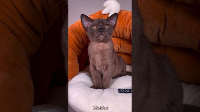 Соболиный бурманский котёнок Vladlen Freya Way. Помёт V7