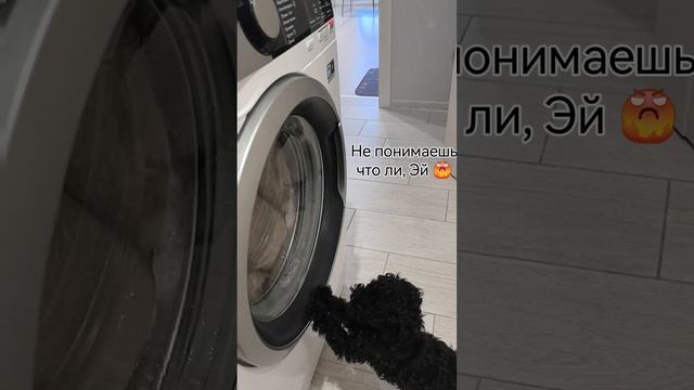 Отдай мою лежанку